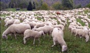 Le pecore diMerico